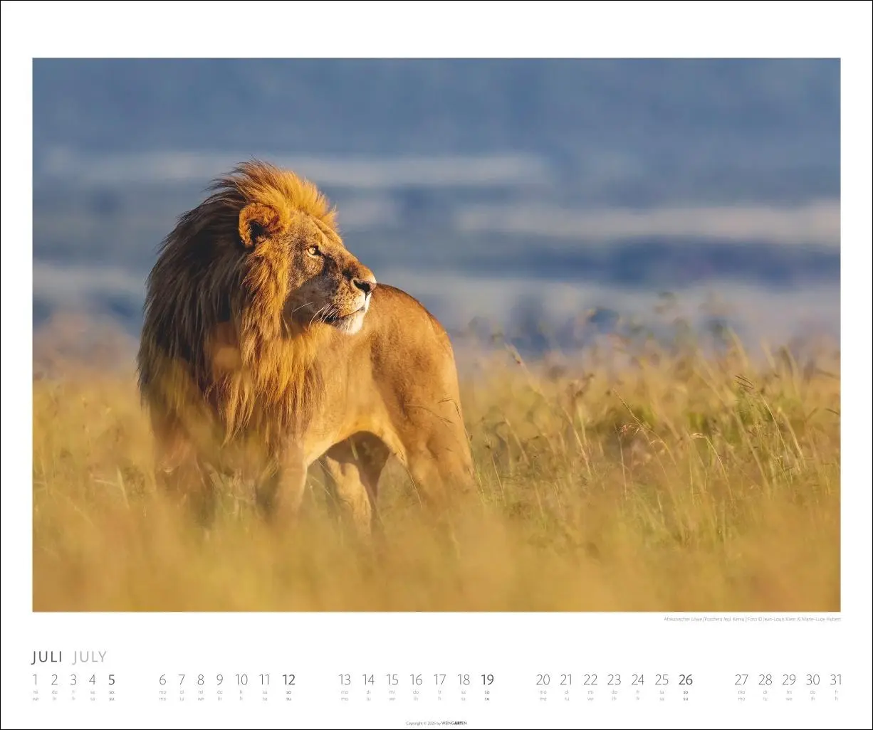 Bild: 9783839902561 | African Wildlife Kalender 2026 | Kalender | Tierkalender Weingarten