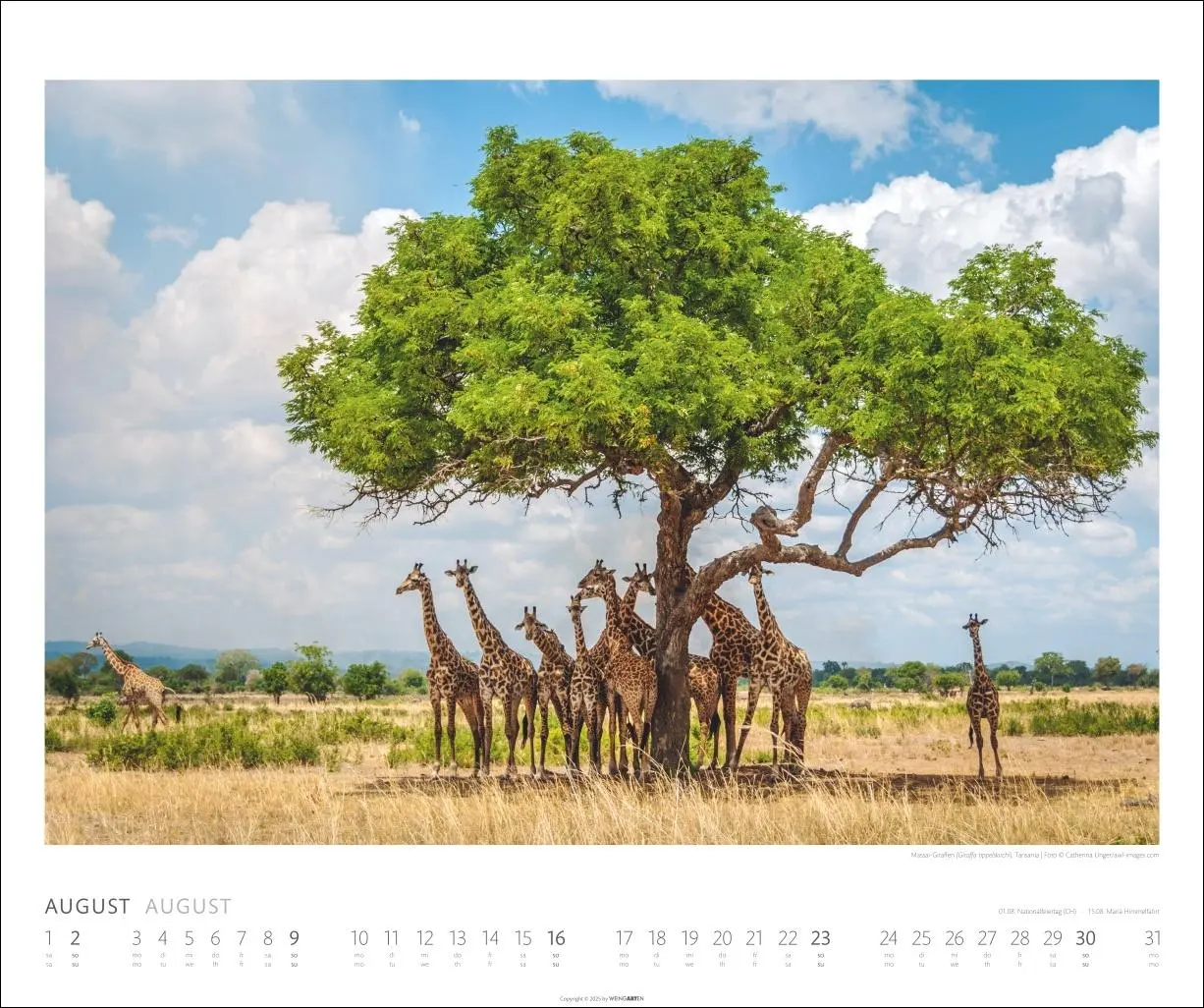 Bild: 9783839902561 | African Wildlife Kalender 2026 | Kalender | Tierkalender Weingarten