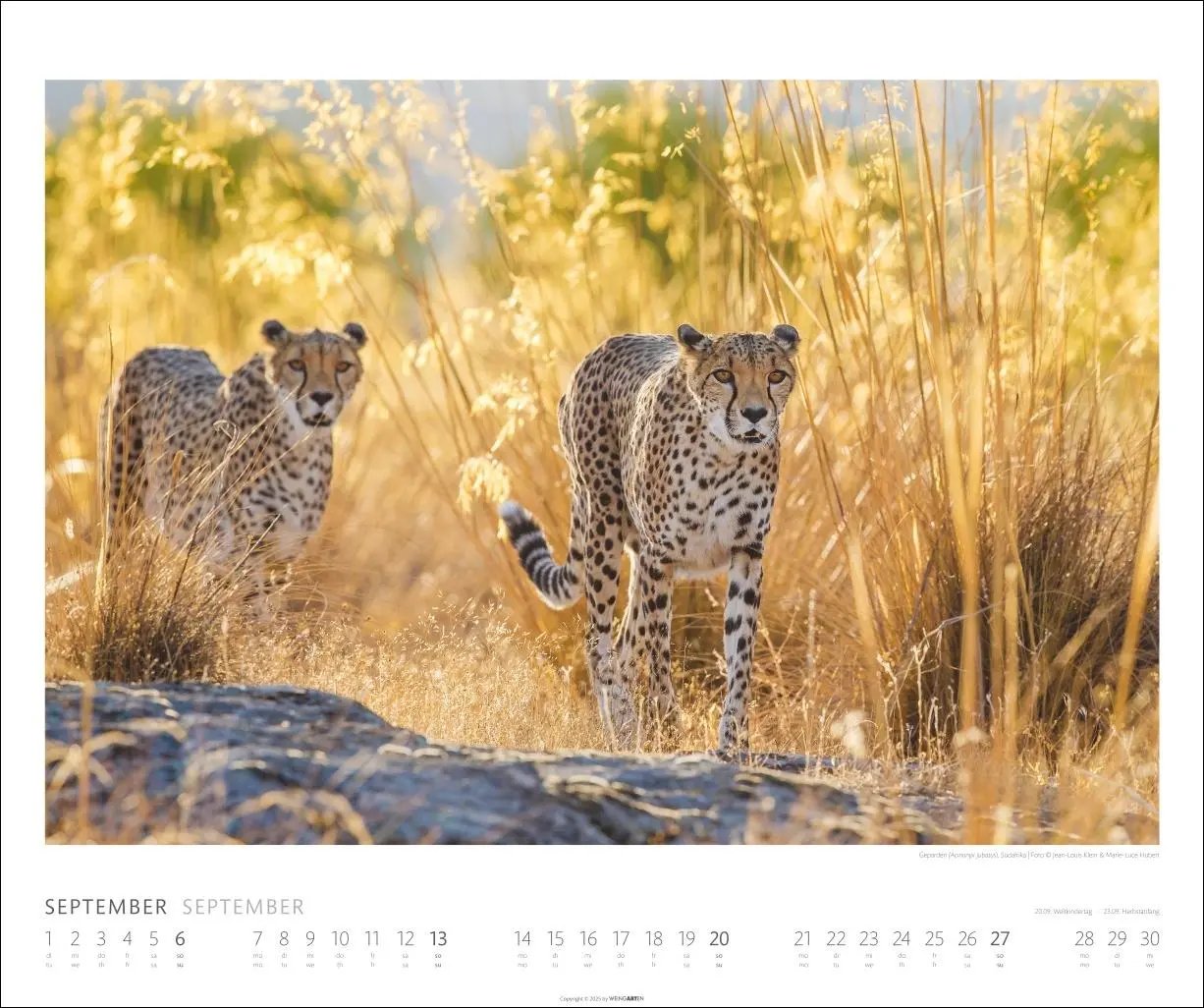 Bild: 9783839902561 | African Wildlife Kalender 2026 | Kalender | Tierkalender Weingarten