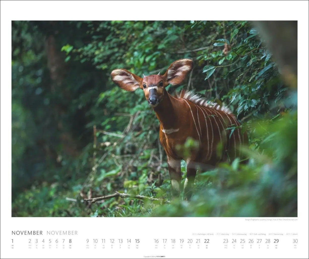Bild: 9783839902561 | African Wildlife Kalender 2026 | Kalender | Tierkalender Weingarten