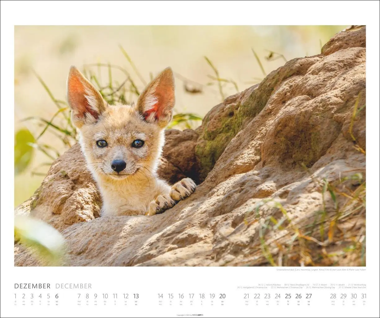 Bild: 9783839902561 | African Wildlife Kalender 2026 | Kalender | Tierkalender Weingarten