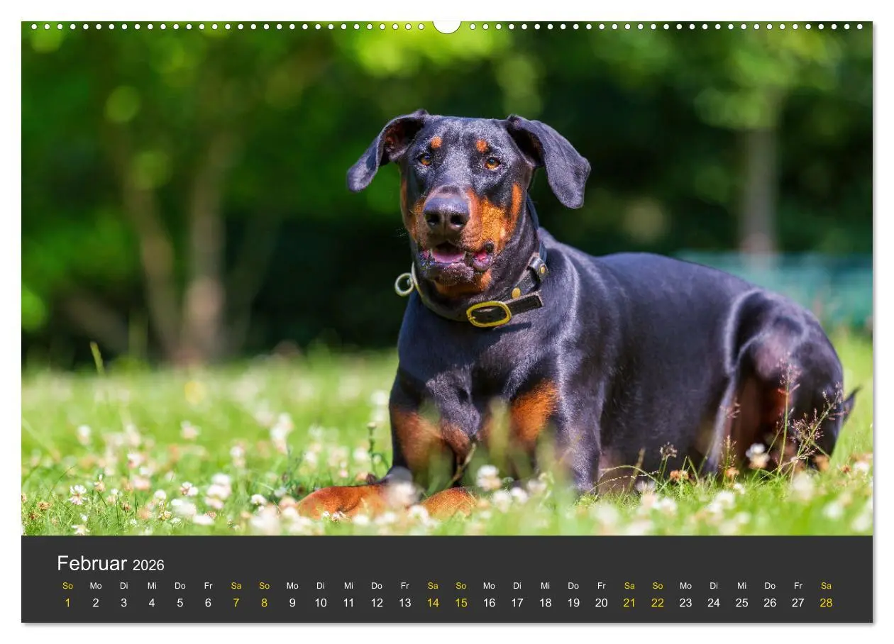 Bild: 9783516082661 | Dobermann 2026 (Wandkalender 2026 DIN A2 quer), CALVENDO...