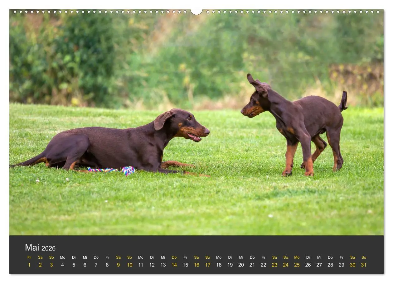 Bild: 9783516082661 | Dobermann 2026 (Wandkalender 2026 DIN A2 quer), CALVENDO...