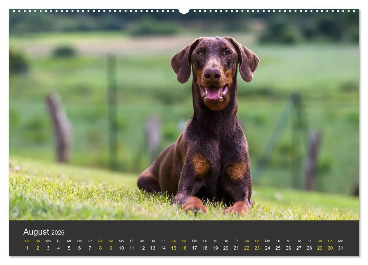 Bild: 9783516082661 | Dobermann 2026 (Wandkalender 2026 DIN A2 quer), CALVENDO...