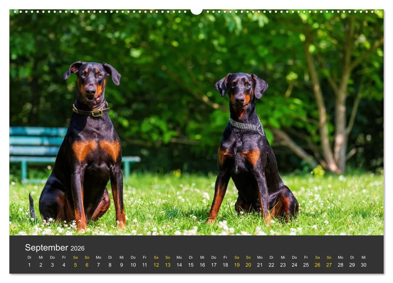 Bild: 9783516082661 | Dobermann 2026 (Wandkalender 2026 DIN A2 quer), CALVENDO...