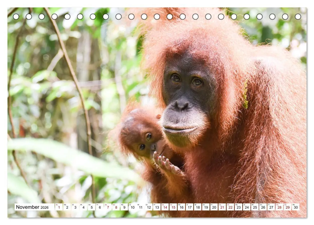 Bild: 9783457732861 | Die letzten freilebenden Orang Utans (Tischkalender 2026 DIN A5...