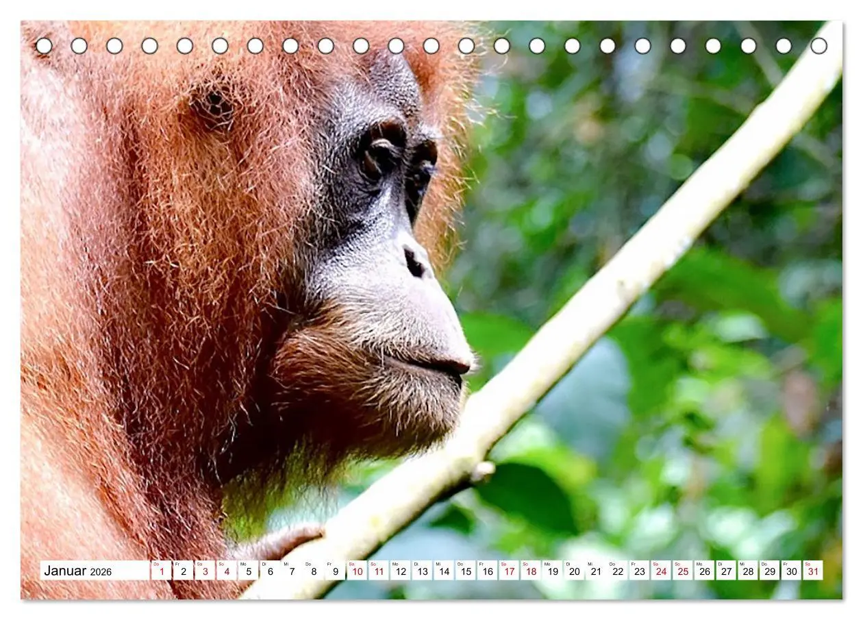 Bild: 9783457732861 | Die letzten freilebenden Orang Utans (Tischkalender 2026 DIN A5...