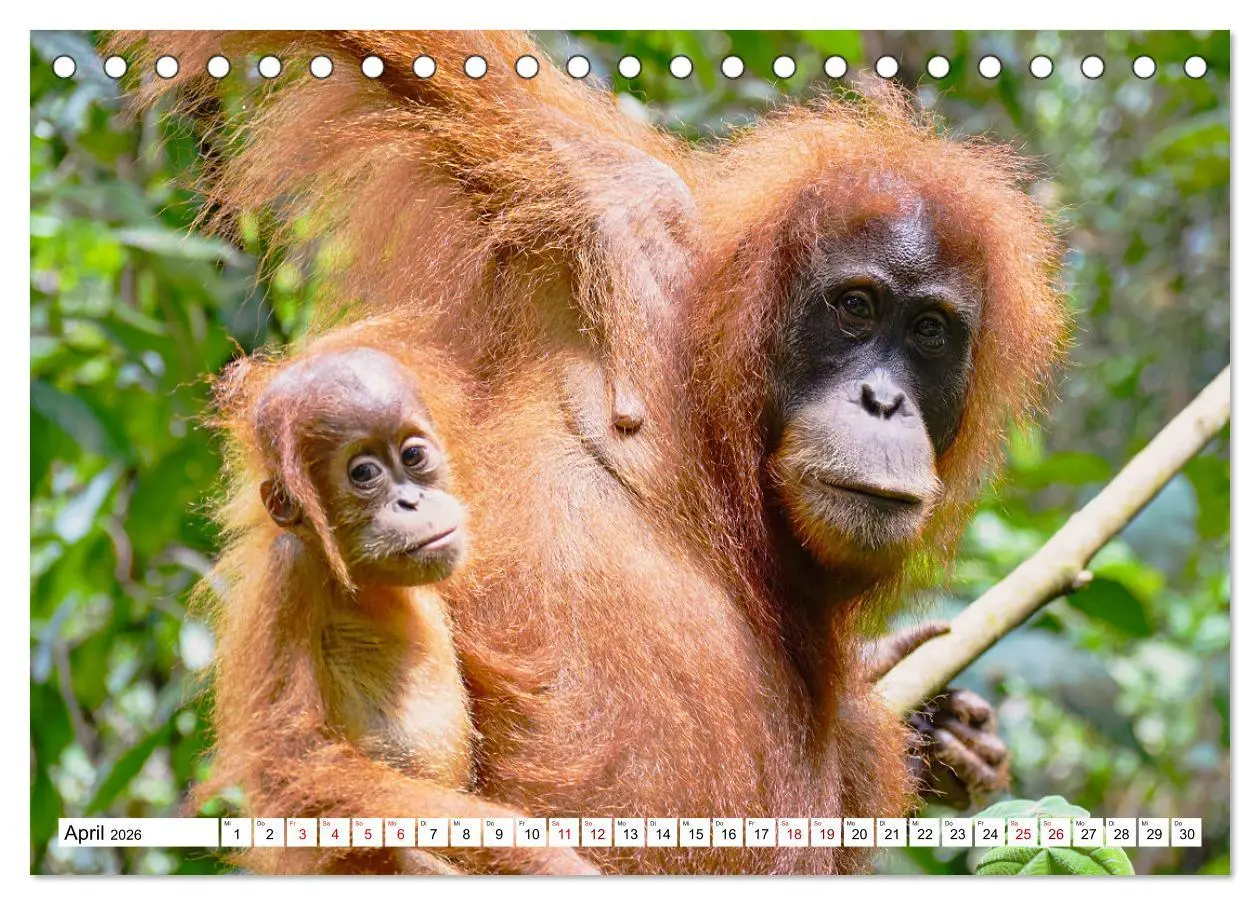 Bild: 9783457732861 | Die letzten freilebenden Orang Utans (Tischkalender 2026 DIN A5...