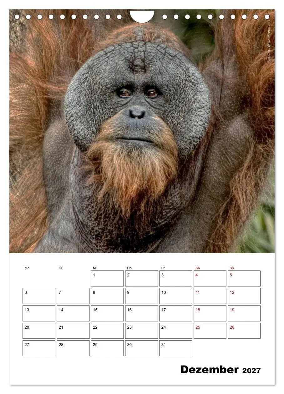 Bild: 9783569842861 | Augenblick der Affen 2027 (Wandkalender 2027 DIN A4 hoch), CALVENDO...