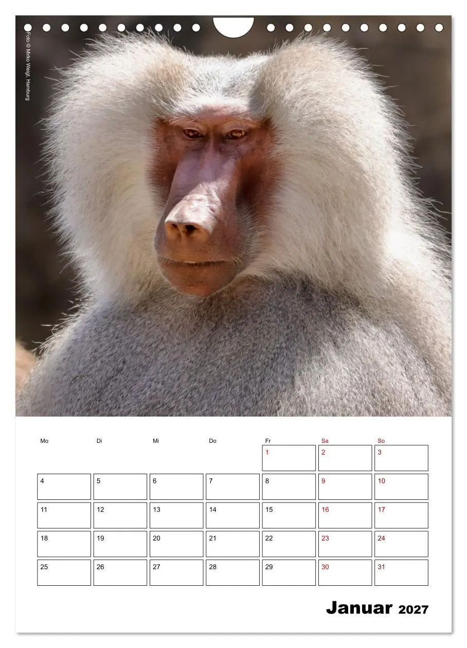 Bild: 9783569842861 | Augenblick der Affen 2027 (Wandkalender 2027 DIN A4 hoch), CALVENDO...
