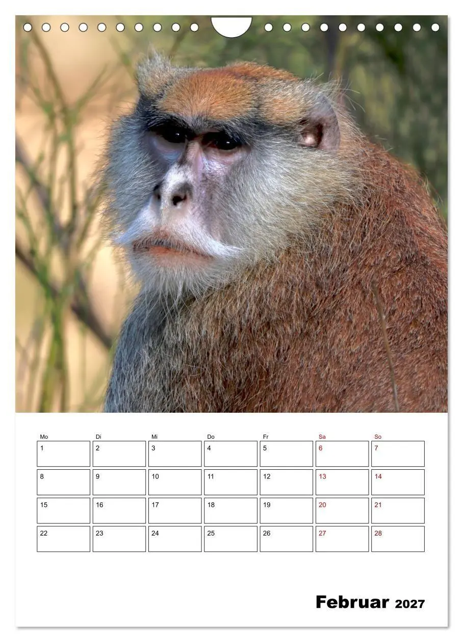 Bild: 9783569842861 | Augenblick der Affen 2027 (Wandkalender 2027 DIN A4 hoch), CALVENDO...