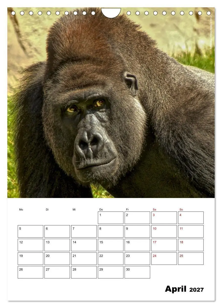 Bild: 9783569842861 | Augenblick der Affen 2027 (Wandkalender 2027 DIN A4 hoch), CALVENDO...