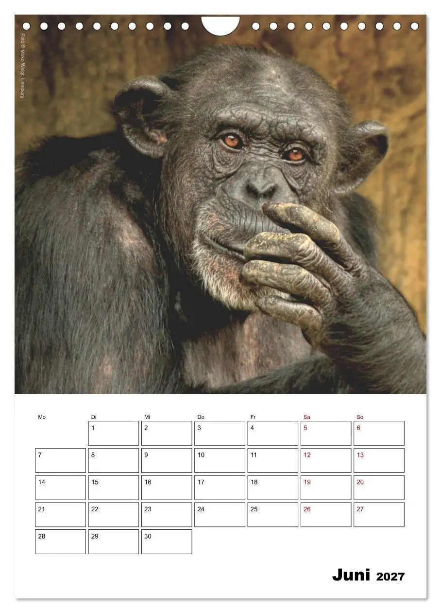 Bild: 9783569842861 | Augenblick der Affen 2027 (Wandkalender 2027 DIN A4 hoch), CALVENDO...