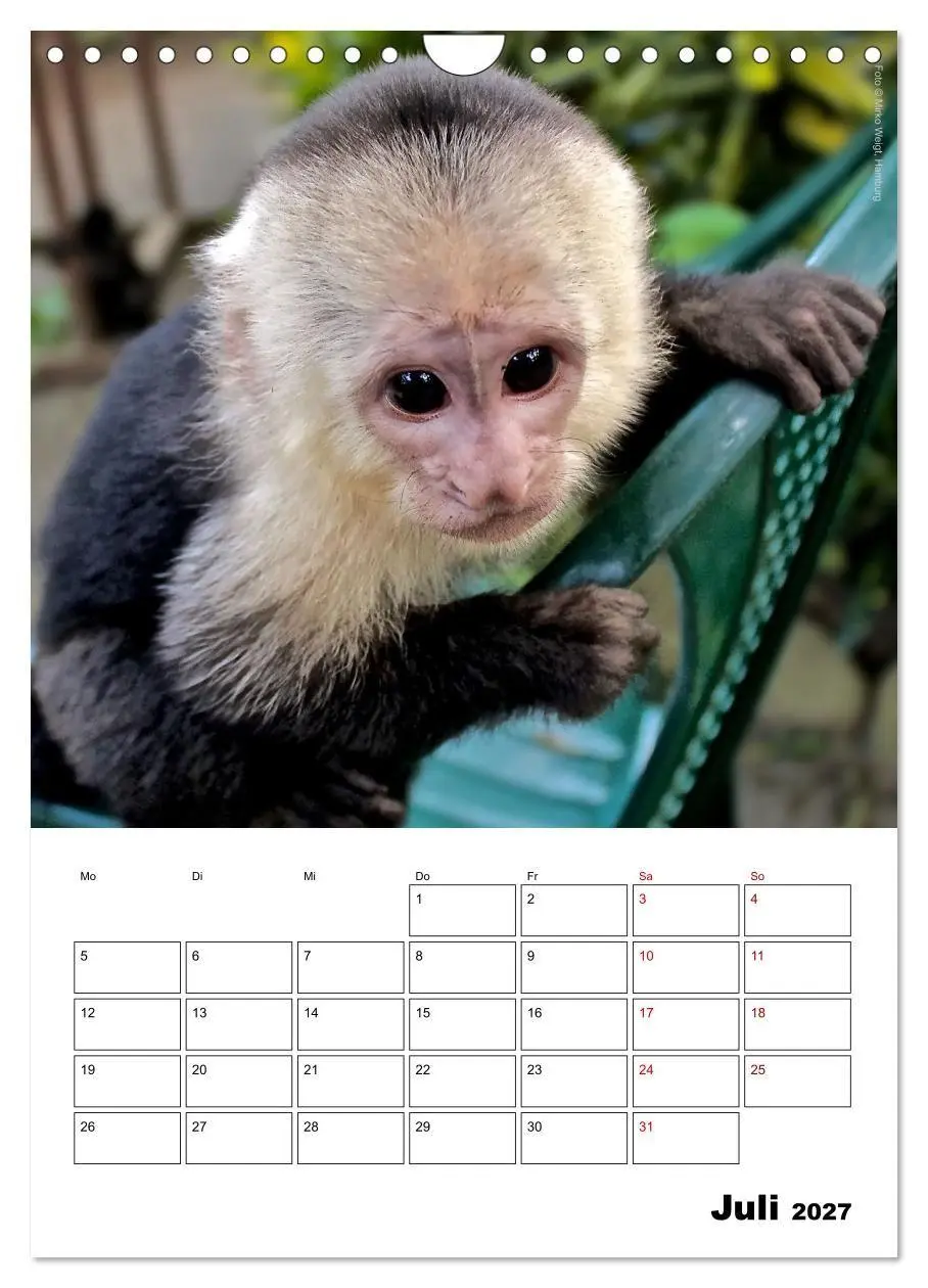 Bild: 9783569842861 | Augenblick der Affen 2027 (Wandkalender 2027 DIN A4 hoch), CALVENDO...