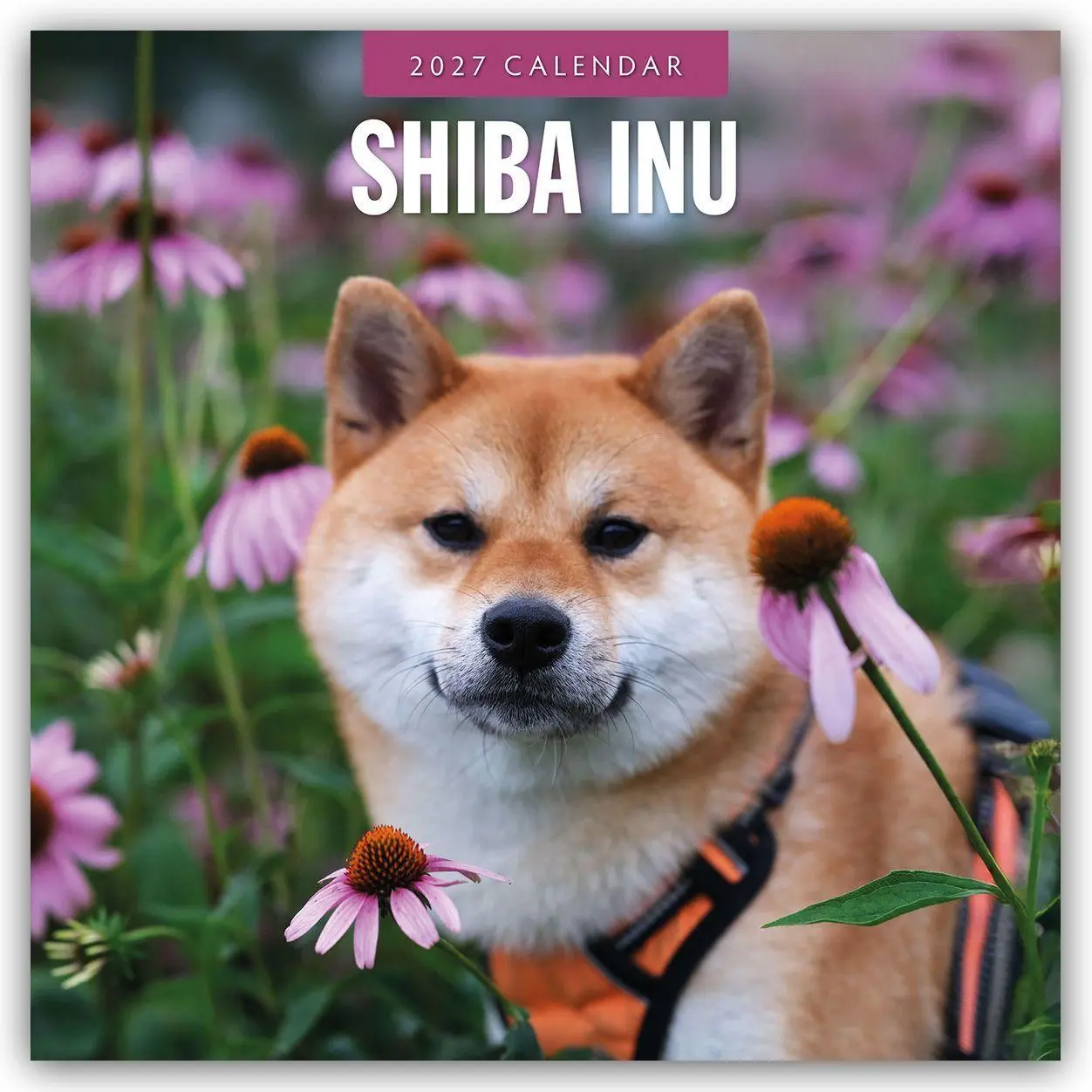Cover: 9781837012961 | Shiba Inu 2027 - 16-Monatskalender | Robin Red | Kalender | 28 S.