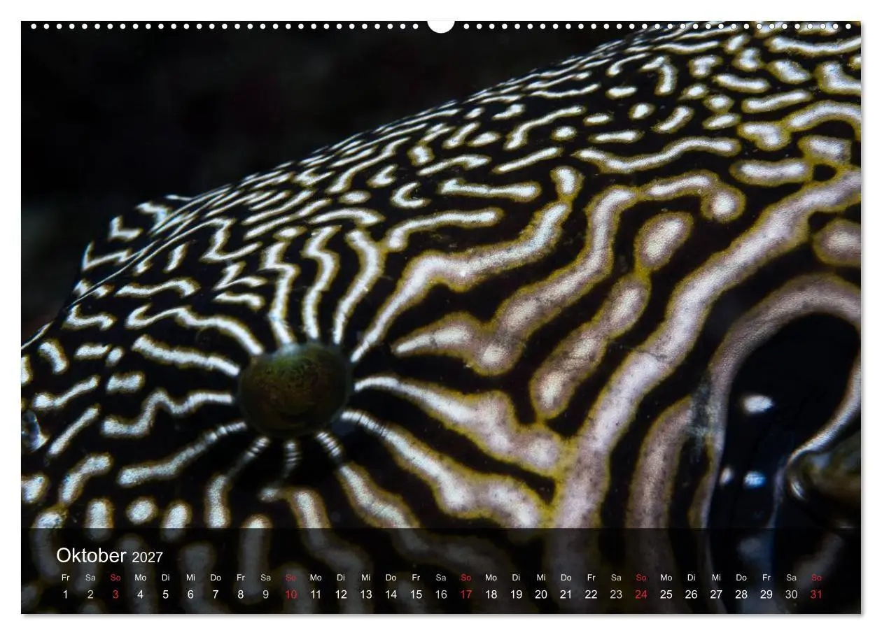 Bild: 9783594102961 | Unterwasser Strukuren (Wandkalender 2027 DIN A2 quer), CALVENDO...