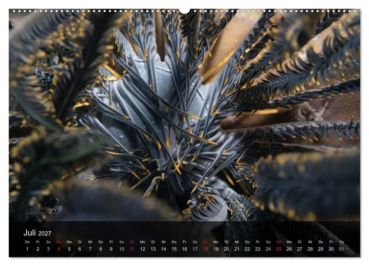 Bild: 9783594102961 | Unterwasser Strukuren (Wandkalender 2027 DIN A2 quer), CALVENDO...