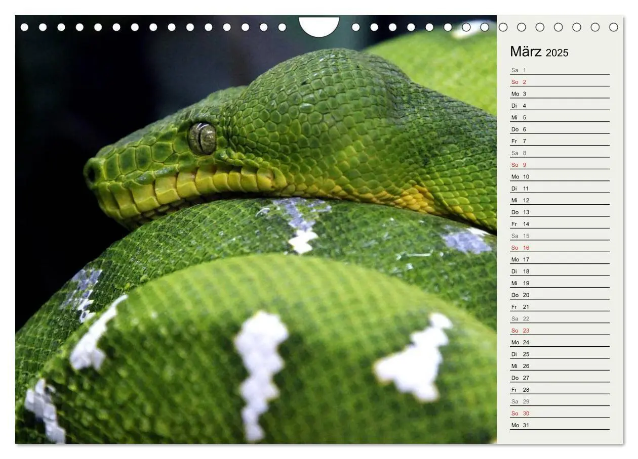 Bild: 9783435383061 | Gefährliche Schlangen (Wandkalender 2025 DIN A4 quer), CALVENDO...