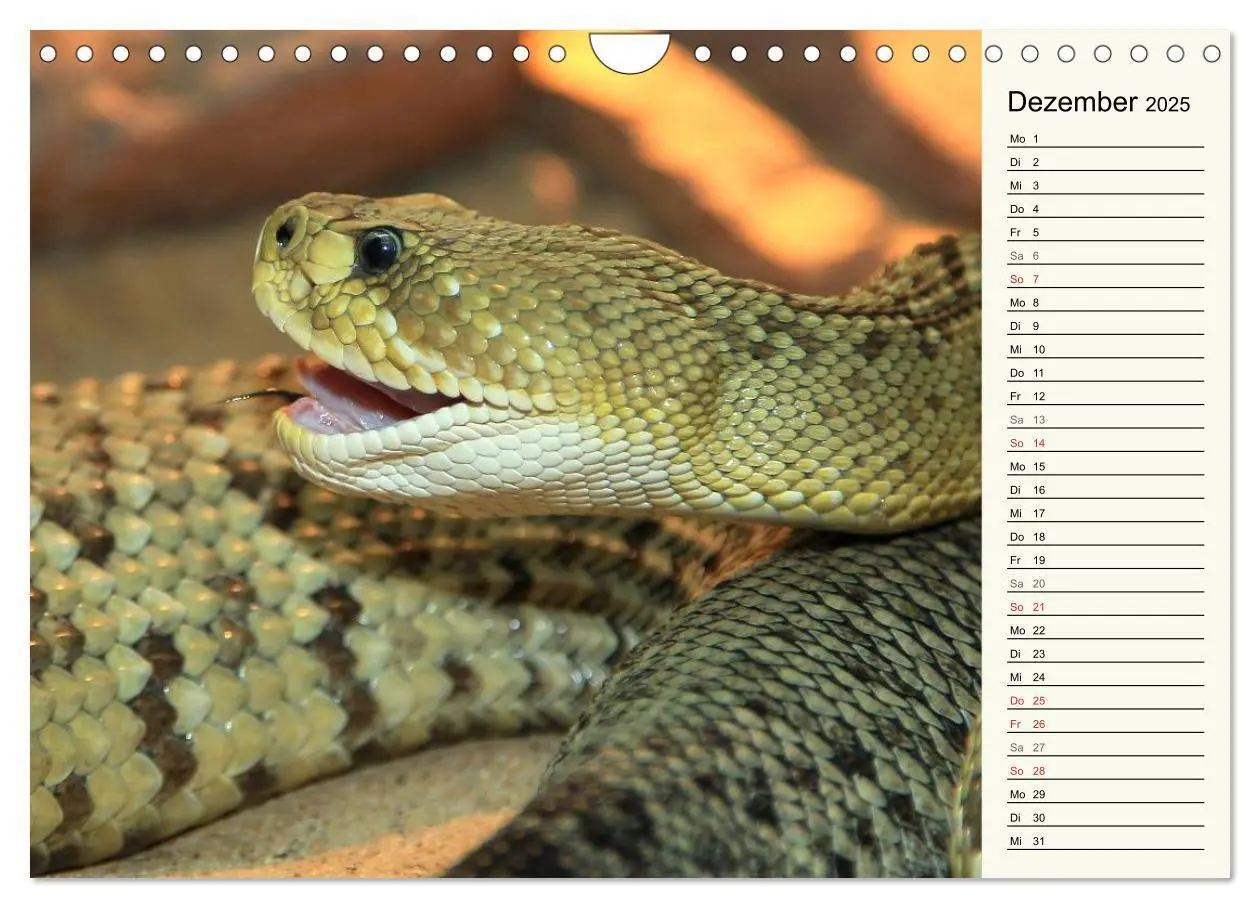 Bild: 9783435383061 | Gefährliche Schlangen (Wandkalender 2025 DIN A4 quer), CALVENDO...