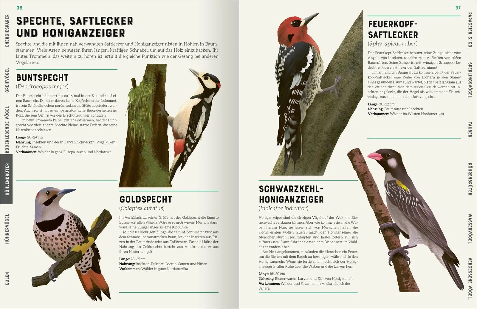 Bild: 9783845863061 | Das große Lexikon der Vögel | Jules Howard | Buch | 192 S. | Deutsch