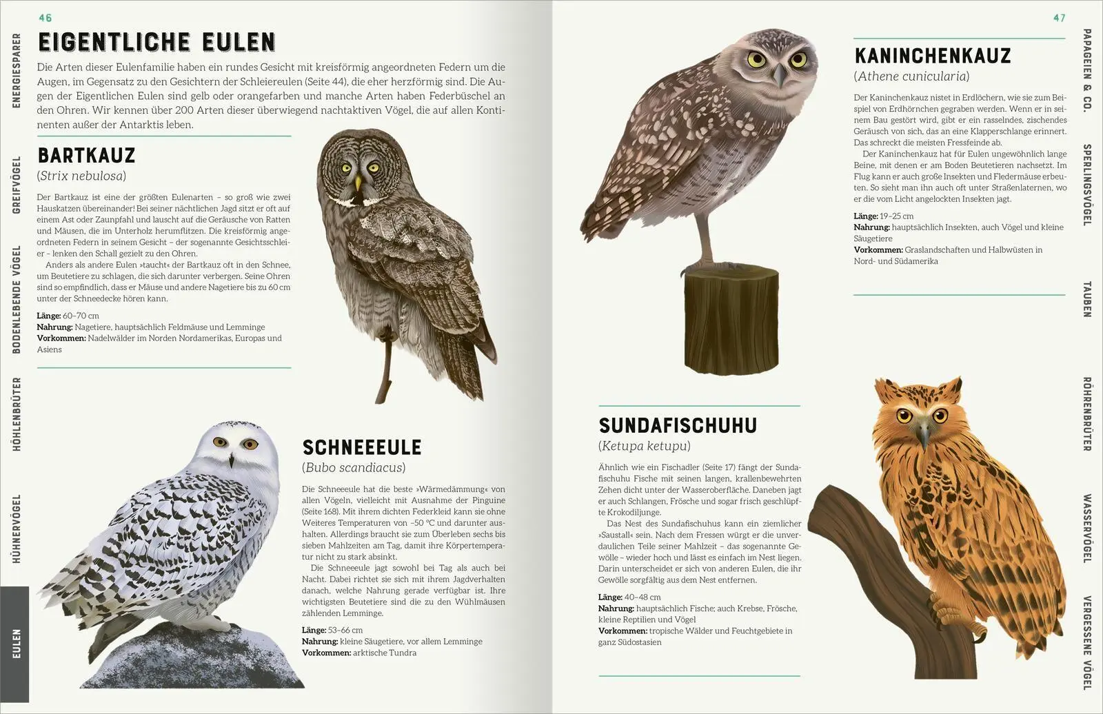 Bild: 9783845863061 | Das große Lexikon der Vögel | Jules Howard | Buch | 192 S. | Deutsch