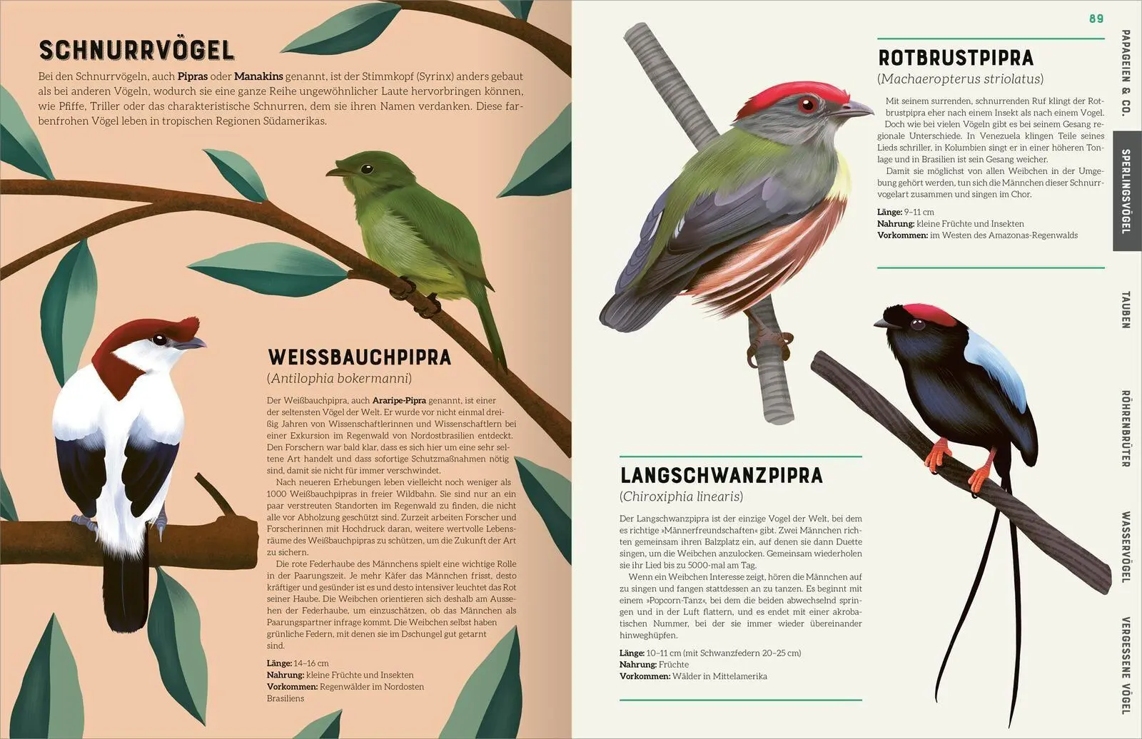 Bild: 9783845863061 | Das große Lexikon der Vögel | Jules Howard | Buch | 192 S. | Deutsch
