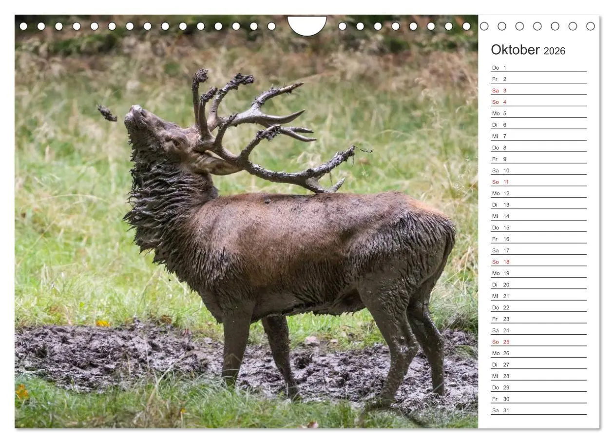 Bild: 9783516003161 | Emotionale Momente: Hirschbrunft. Part II. (Wandkalender 2026 DIN...