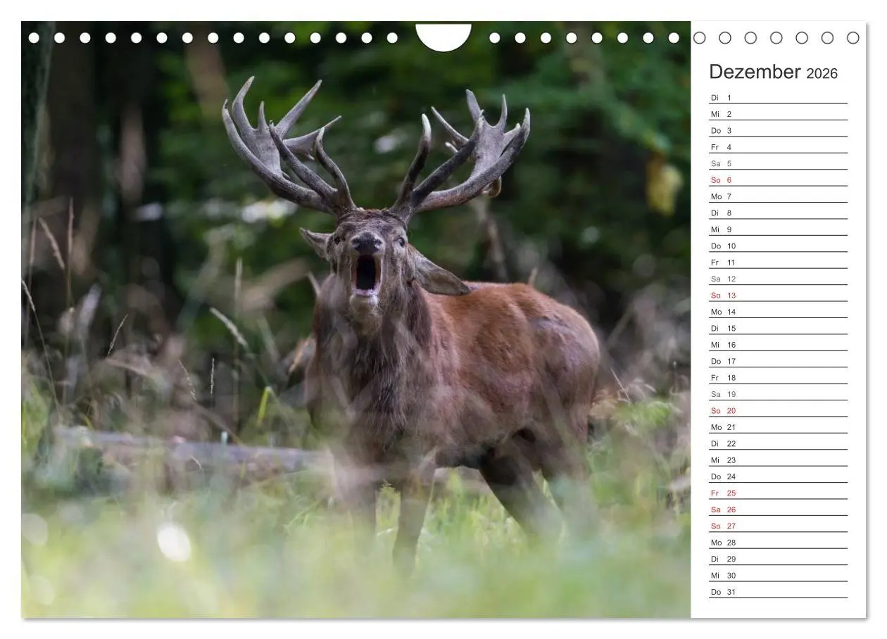Bild: 9783516003161 | Emotionale Momente: Hirschbrunft. Part II. (Wandkalender 2026 DIN...