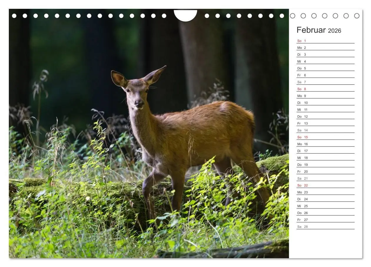 Bild: 9783516003161 | Emotionale Momente: Hirschbrunft. Part II. (Wandkalender 2026 DIN...