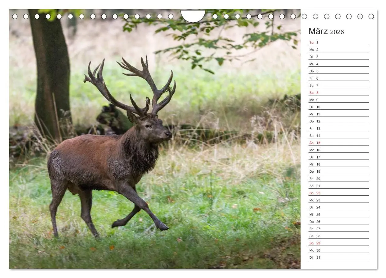 Bild: 9783516003161 | Emotionale Momente: Hirschbrunft. Part II. (Wandkalender 2026 DIN...