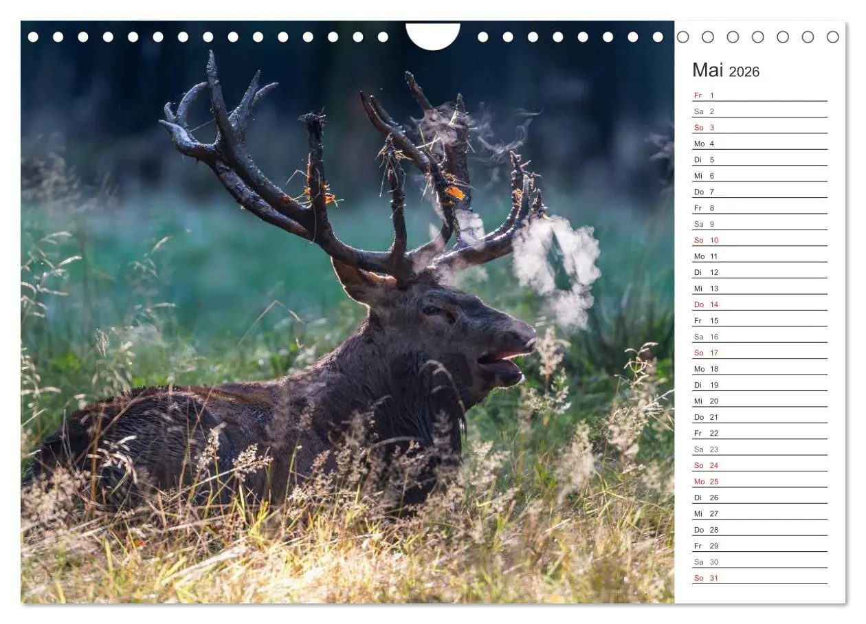 Bild: 9783516003161 | Emotionale Momente: Hirschbrunft. Part II. (Wandkalender 2026 DIN...