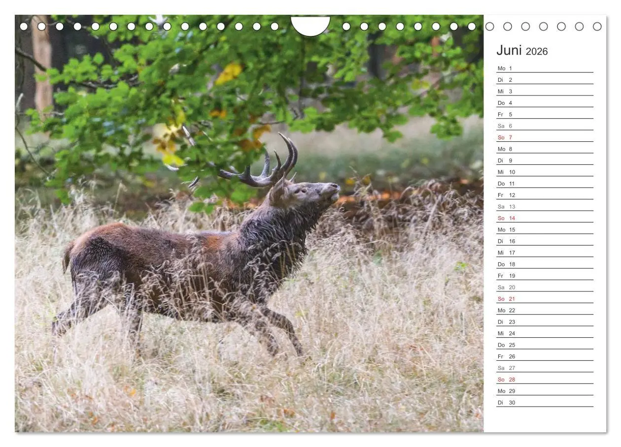 Bild: 9783516003161 | Emotionale Momente: Hirschbrunft. Part II. (Wandkalender 2026 DIN...