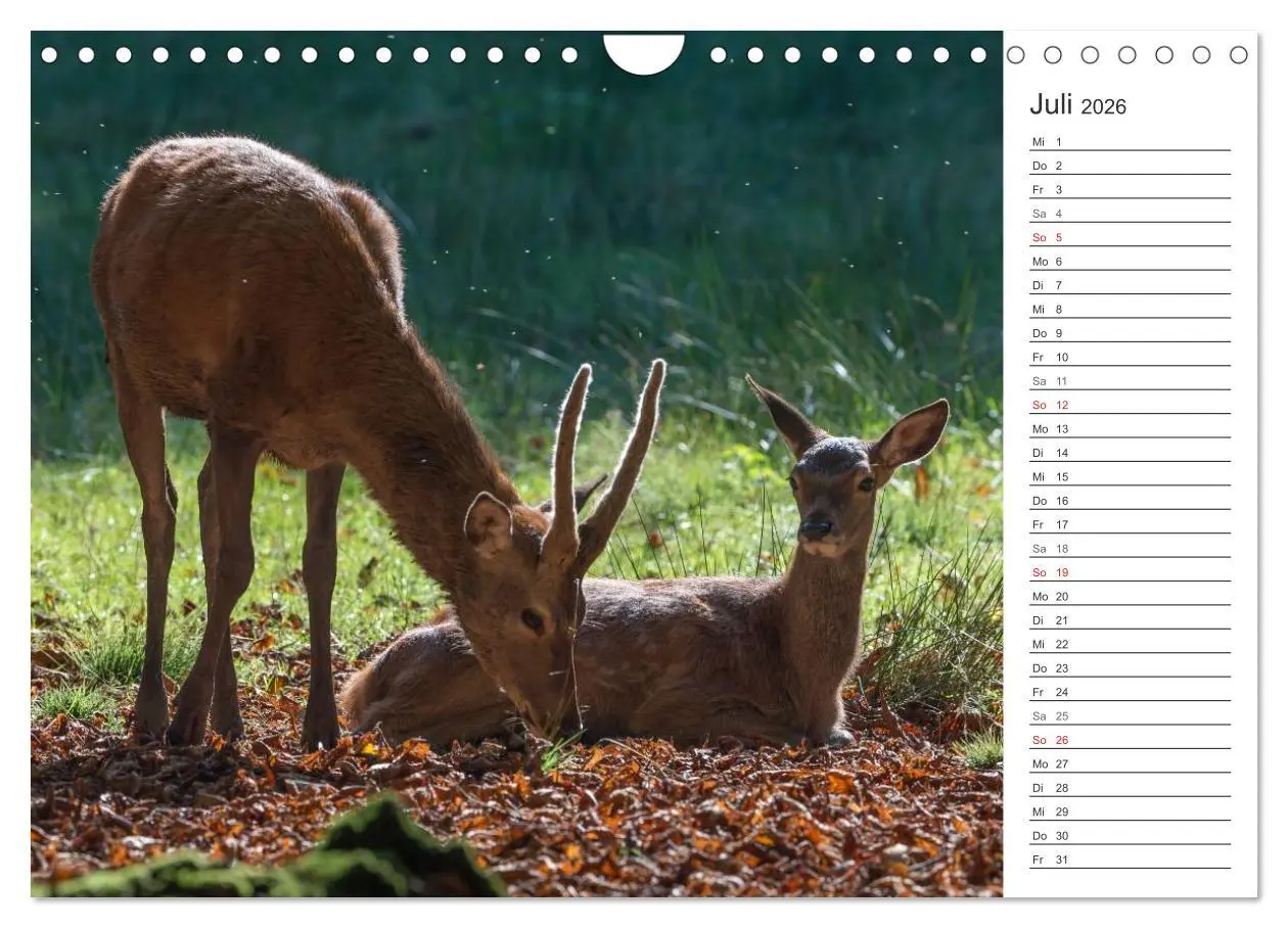 Bild: 9783516003161 | Emotionale Momente: Hirschbrunft. Part II. (Wandkalender 2026 DIN...