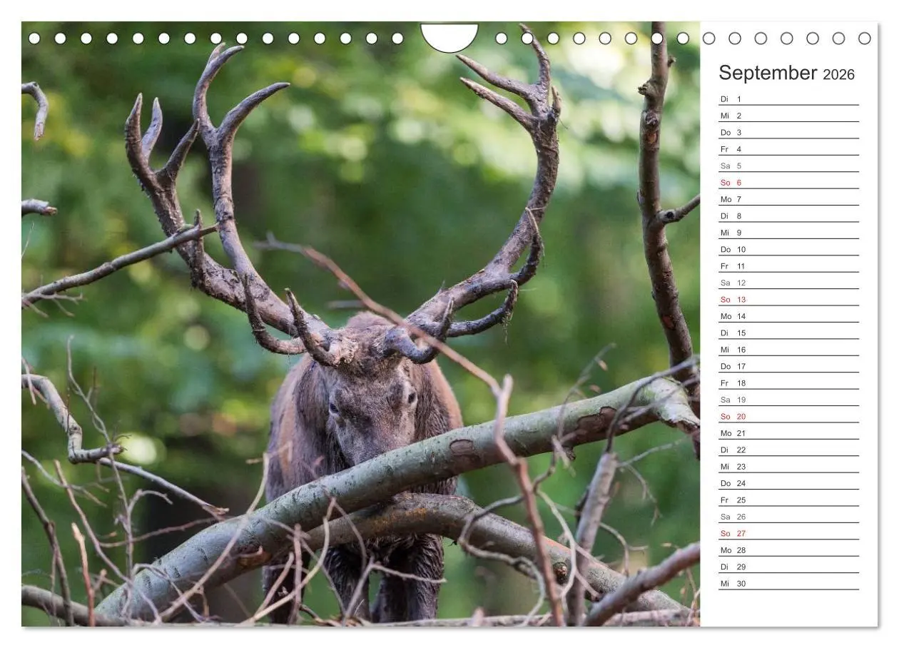 Bild: 9783516003161 | Emotionale Momente: Hirschbrunft. Part II. (Wandkalender 2026 DIN...