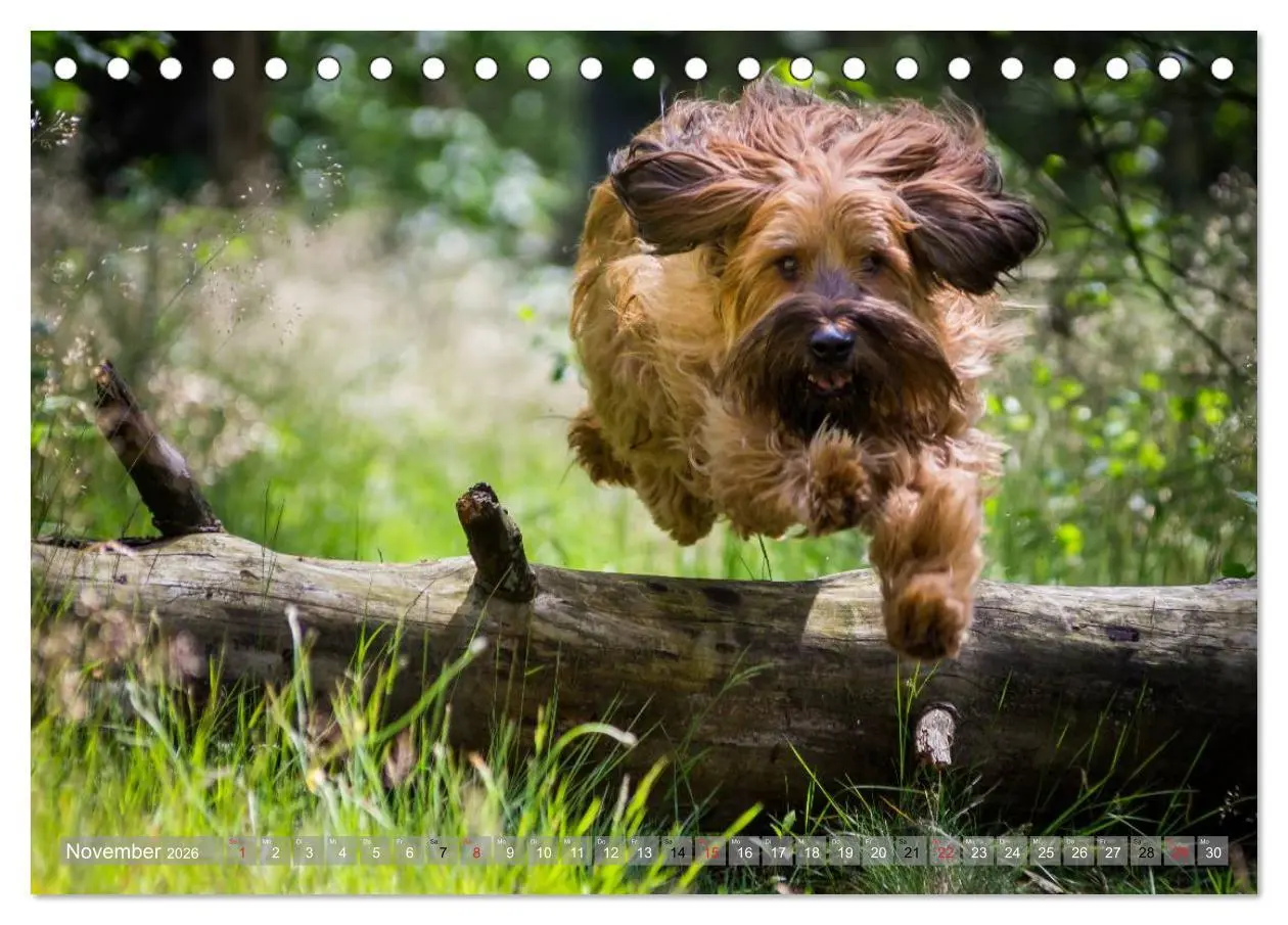 Bild: 9783516073461 | Briards - sanfte Riesen mit Temperament (Tischkalender 2026 DIN A5...