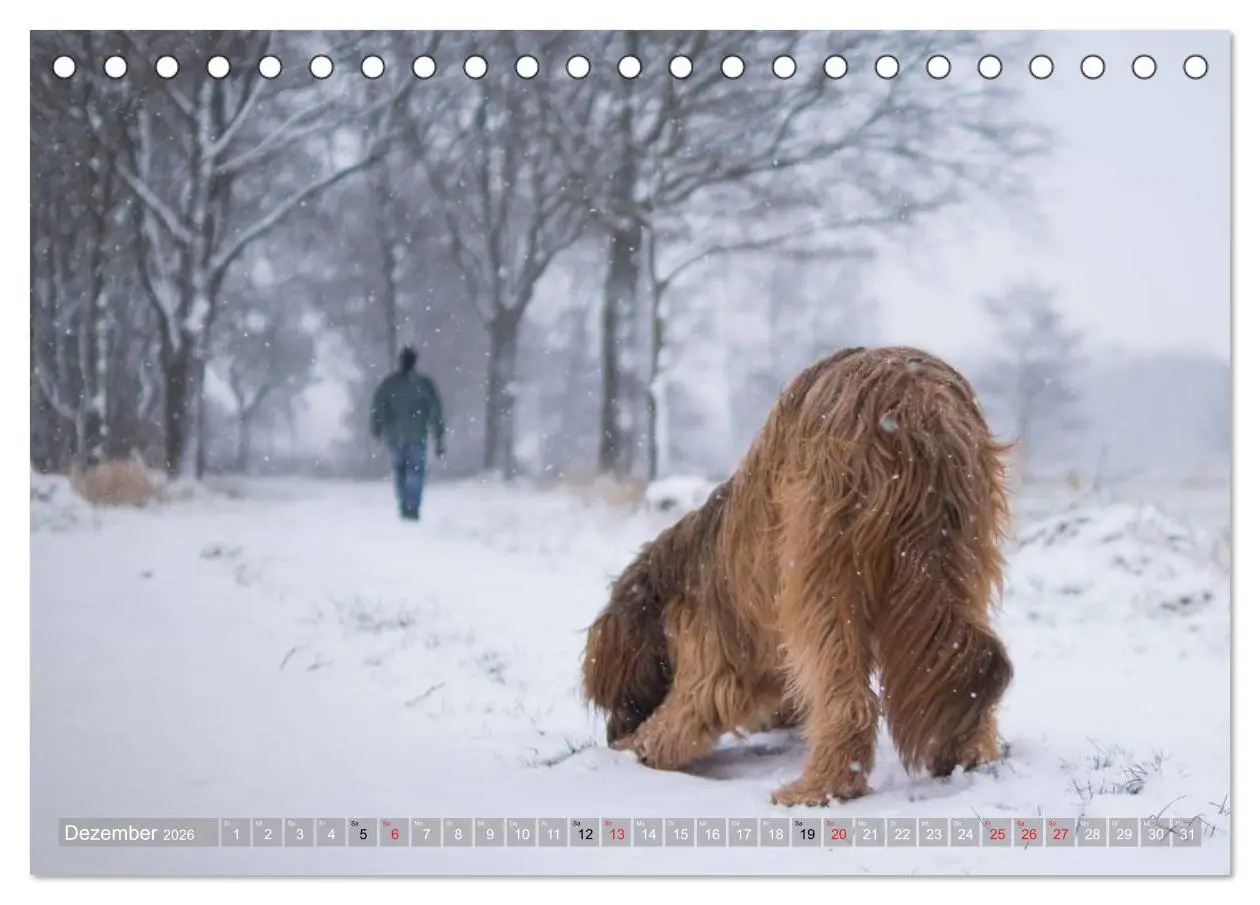 Bild: 9783516073461 | Briards - sanfte Riesen mit Temperament (Tischkalender 2026 DIN A5...