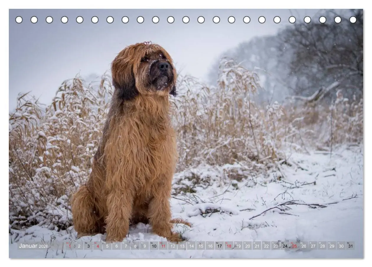 Bild: 9783516073461 | Briards - sanfte Riesen mit Temperament (Tischkalender 2026 DIN A5...