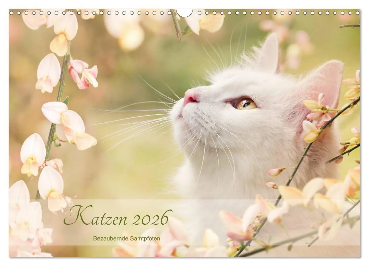 Cover: 9783457973561 | Katzen 2026 Bezaubernde Samtpfoten (Wandkalender 2026 DIN A3 quer),...
