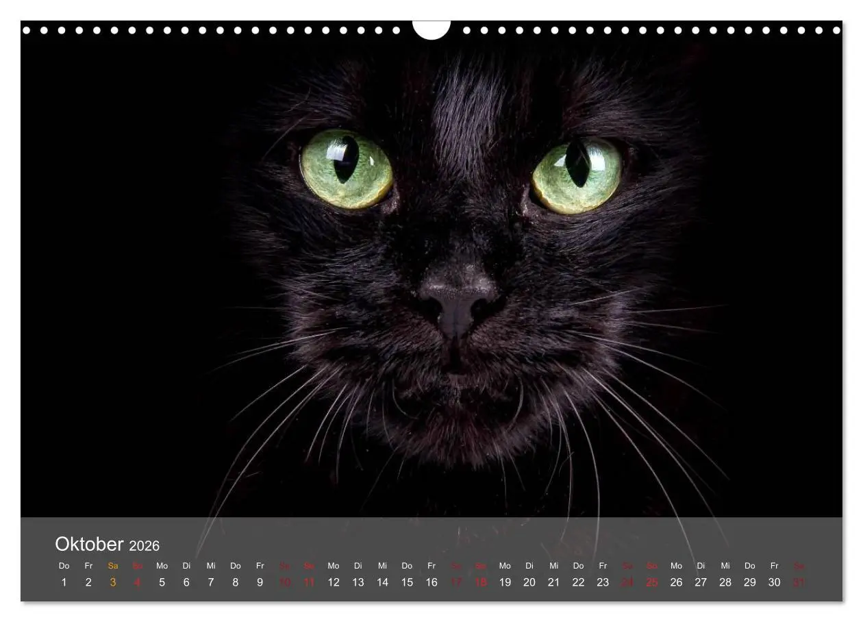 Bild: 9783457973561 | Katzen 2026 Bezaubernde Samtpfoten (Wandkalender 2026 DIN A3 quer),...