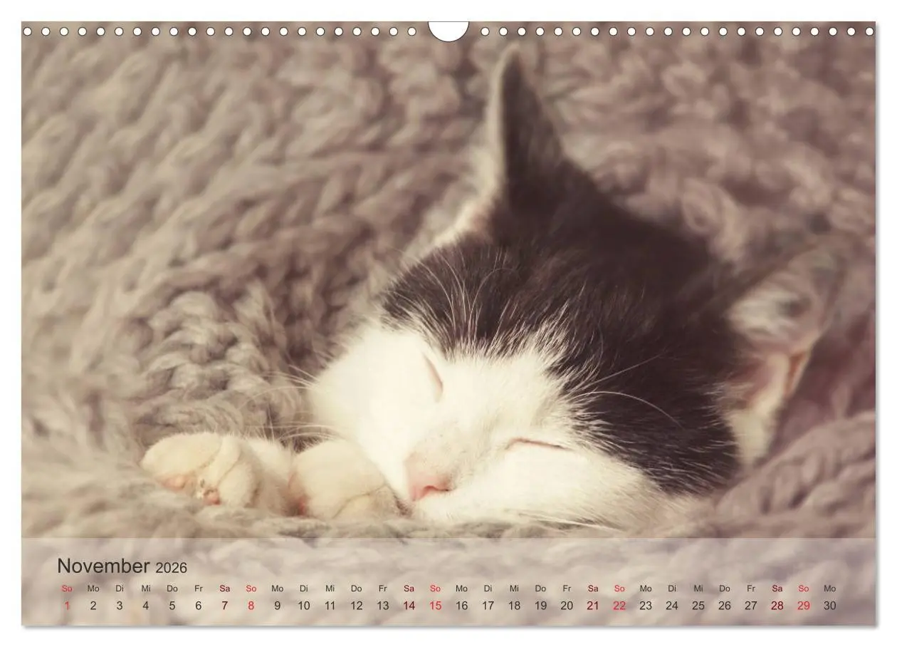 Bild: 9783457973561 | Katzen 2026 Bezaubernde Samtpfoten (Wandkalender 2026 DIN A3 quer),...