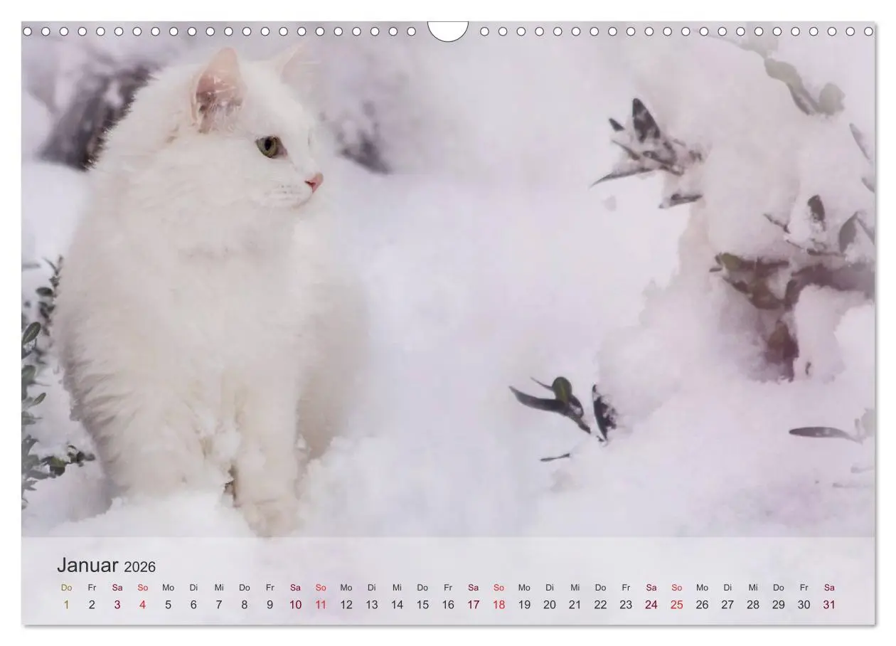 Bild: 9783457973561 | Katzen 2026 Bezaubernde Samtpfoten (Wandkalender 2026 DIN A3 quer),...