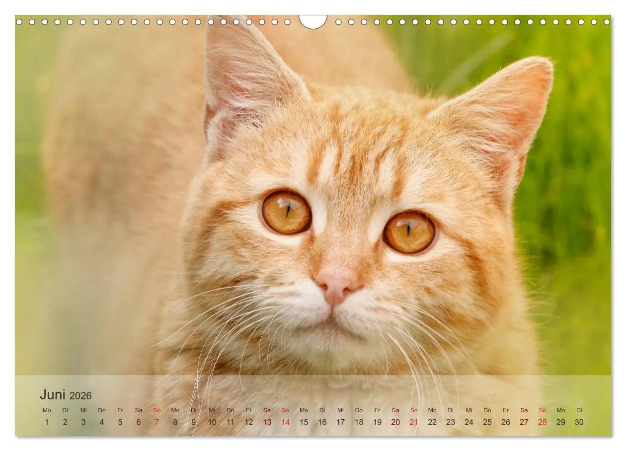 Bild: 9783457973561 | Katzen 2026 Bezaubernde Samtpfoten (Wandkalender 2026 DIN A3 quer),...