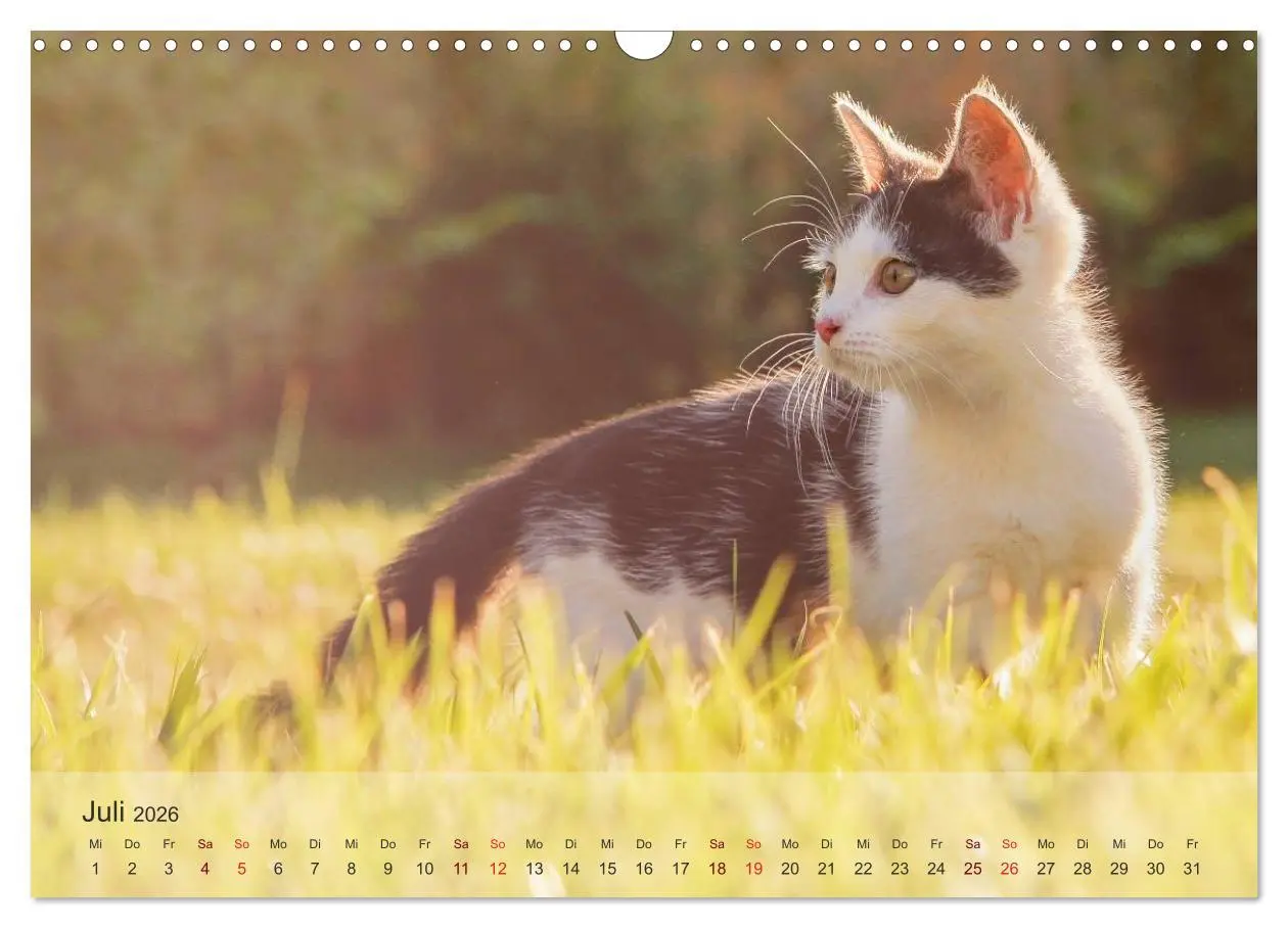 Bild: 9783457973561 | Katzen 2026 Bezaubernde Samtpfoten (Wandkalender 2026 DIN A3 quer),...