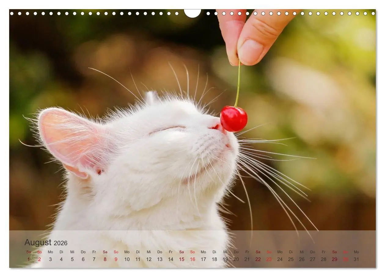 Bild: 9783457973561 | Katzen 2026 Bezaubernde Samtpfoten (Wandkalender 2026 DIN A3 quer),...