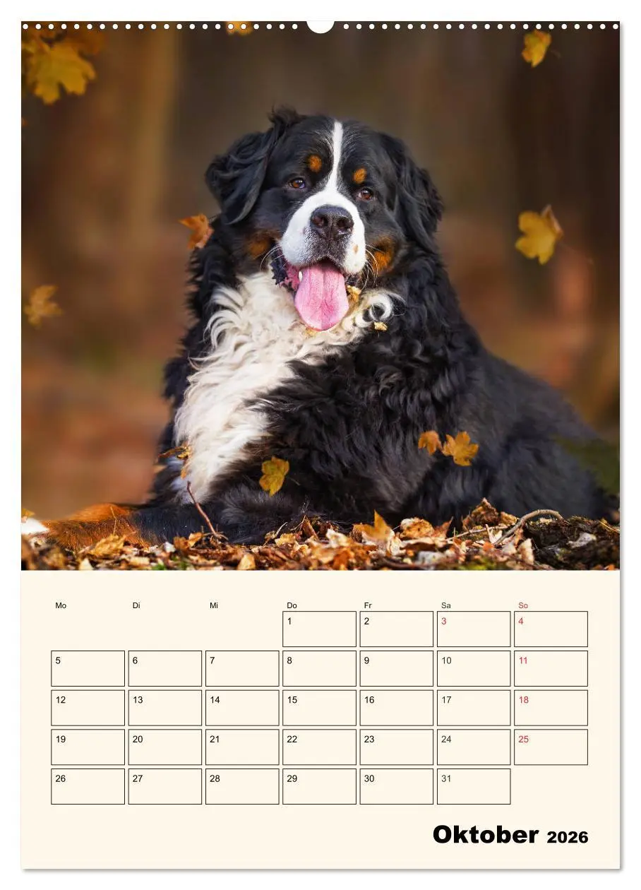 Bild: 9783516373561 | Traumhaft schön - Der Berner Sennenhund (Wandkalender 2026 DIN A2...