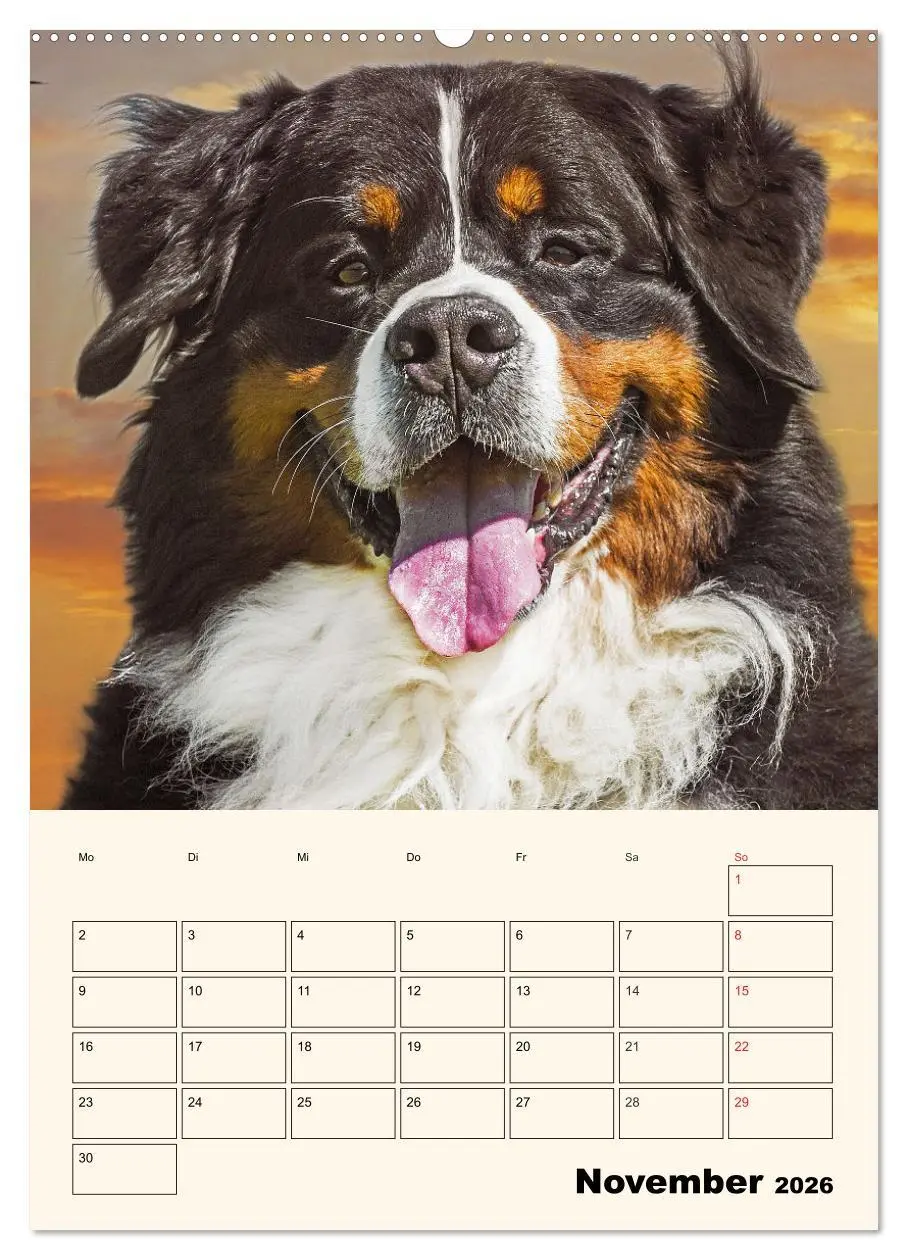Bild: 9783516373561 | Traumhaft schön - Der Berner Sennenhund (Wandkalender 2026 DIN A2...