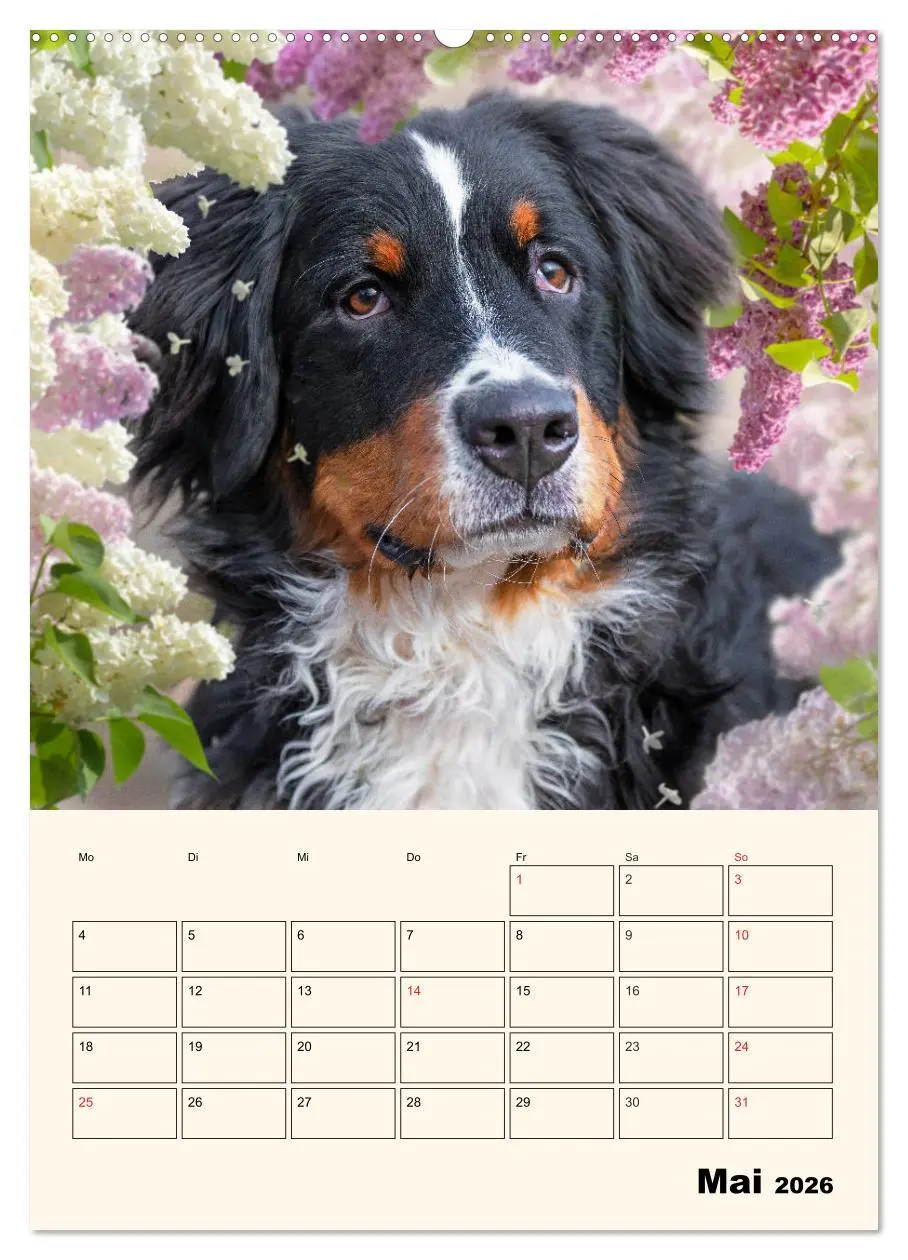 Bild: 9783516373561 | Traumhaft schön - Der Berner Sennenhund (Wandkalender 2026 DIN A2...