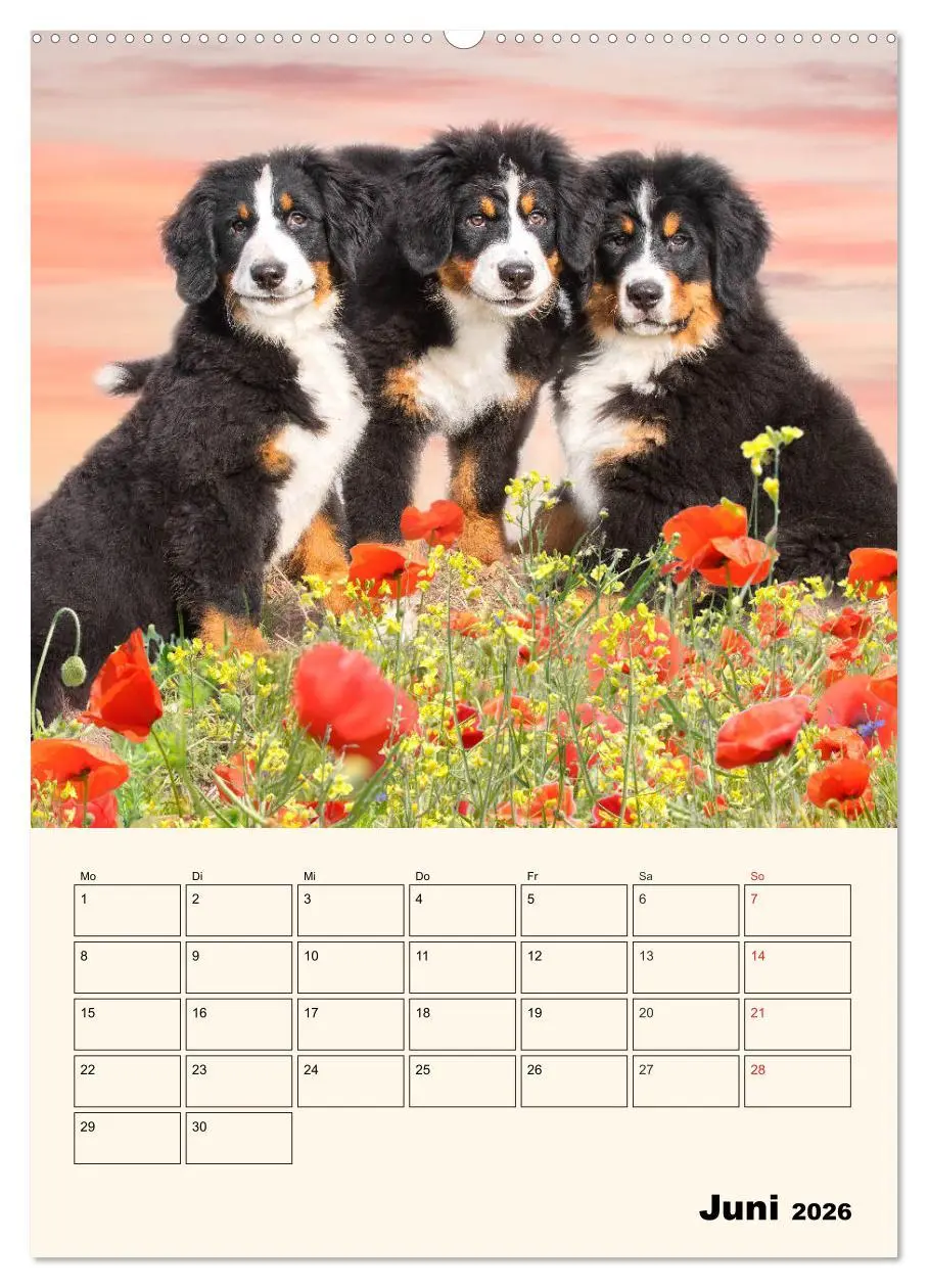 Bild: 9783516373561 | Traumhaft schön - Der Berner Sennenhund (Wandkalender 2026 DIN A2...