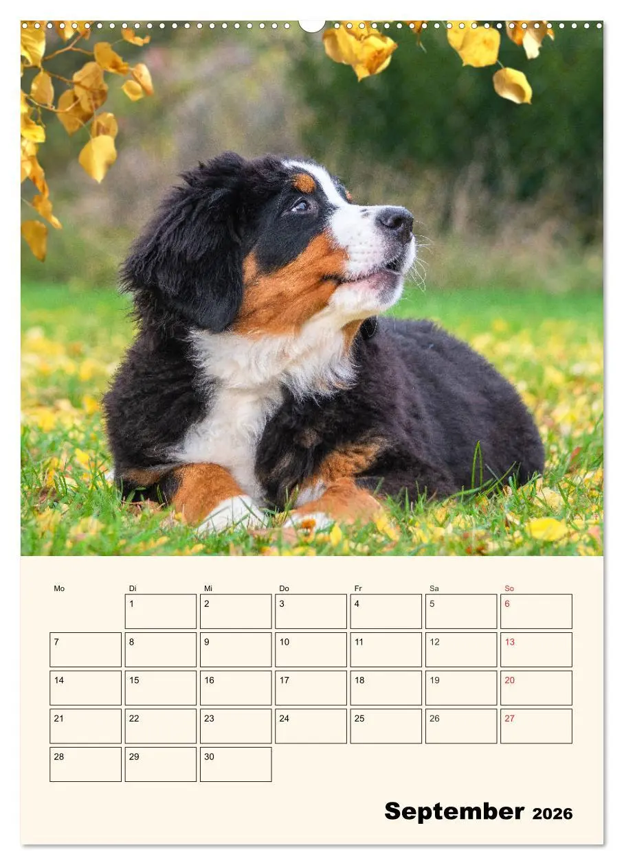 Bild: 9783516373561 | Traumhaft schön - Der Berner Sennenhund (Wandkalender 2026 DIN A2...