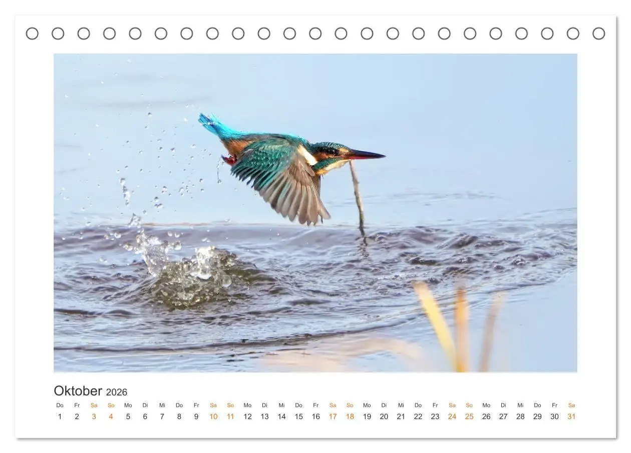 Bild: 9783457653661 | Fehmarn Vogelwelten (Tischkalender 2026 DIN A5 quer), CALVENDO...